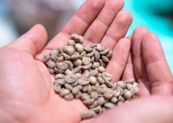 Vietnam coffee prices drop 14% in a week as global rates hit lowest level of the year
