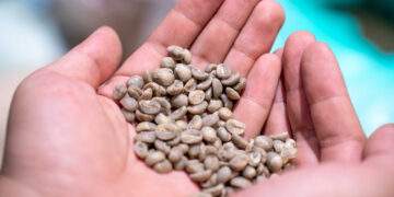 Vietnam coffee prices drop 14% in a week as global rates hit lowest level of the year