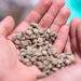 Vietnam coffee prices drop 14% in a week as global rates hit lowest level of the year