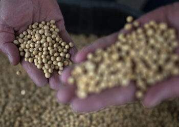 Vietnam imports 8 million tons of US soybeans