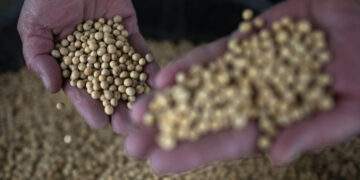 Vietnam imports 8M tons of US soybeans