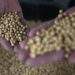 Vietnam imports 8M tons of US soybeans