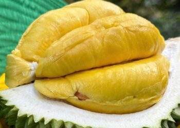 Vietnam ships first batch of frozen durians to China