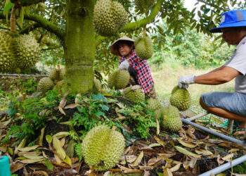 Agro-forestry-fishery exports rise over 14% in H1