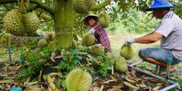 Agro-forestry-fishery exports rise over 14% in H1