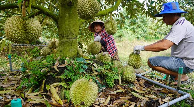 Agro-forestry-fishery exports rise over 14% in H1