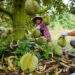 Agro-forestry-fishery exports rise over 14% in H1