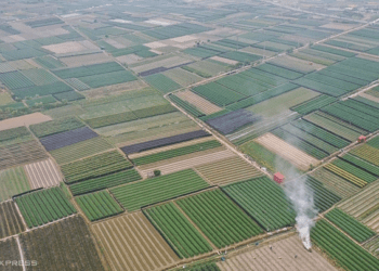 Brothers threaten violence against sisters for inheritance, all lose 2,800 sqm of land