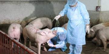 Các địa phương miền Trung khẩn trương kiểm soát, phòng chống dịch tả lợn châu Phi