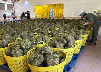 Cambodia sends first fresh durian shipment to China