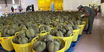 Cambodia sends first fresh durian shipment to China
