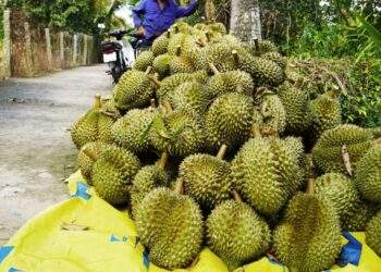 Durian revival drives fruit, vegetable exports to almost $4B