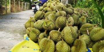 Durian revival drives fruit, vegetable exports to almost $4B