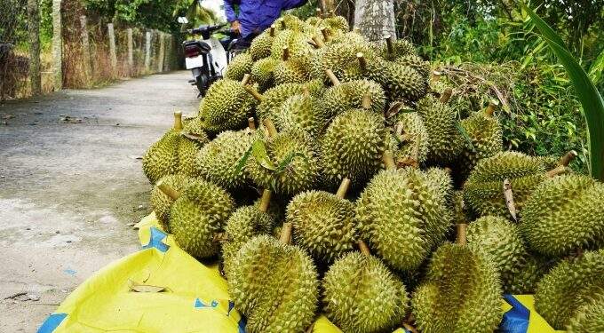 Durian revival drives fruit, vegetable exports to almost $4B
