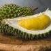 From orchards to shelves: How Malaysian durians make their way to Singapore