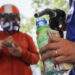 Gasoline prices fall 2 weeks in a row