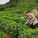 Giao khoán đất trong công ty nông nghiệp: Đã đến lúc cần một cơ chế mới