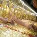 Gold bar price rises as global rates head for weekly loss