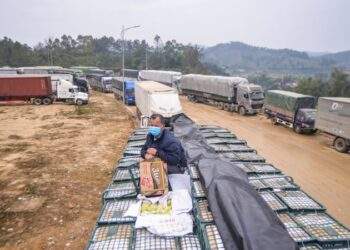 Hoa quả được mùa lại nóng nỗi lo mất giá vì ùn ứ, tắc biên