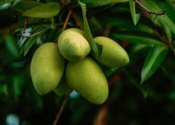I chop down my 15-year-old mango tree because people keep stealing fruits