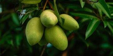 I chop down my 15-year-old mango tree because people keep stealing fruits
