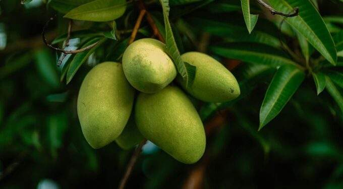 I chop down my 15-year-old mango tree because people keep stealing fruits