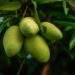 I chop down my 15-year-old mango tree because people keep stealing fruits