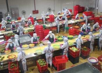 Khánh thành dây chuyền đồ hộp giấy rau quả chế biến ở Sơn La