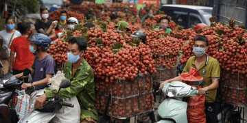 Lychee exports more than triple to $35M in H1