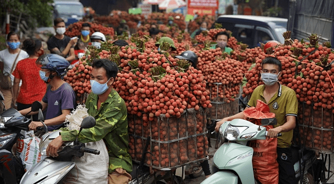 Lychee exports more than triple to $35M in H1