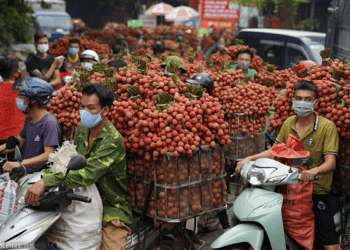 Lychee exports more than triple to $35M in June