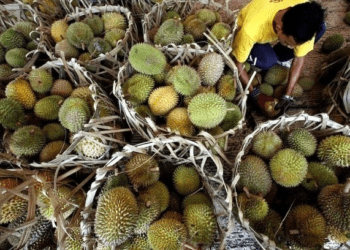 Malaysia to debut 3 new durians, adding to over 200 existing varieties