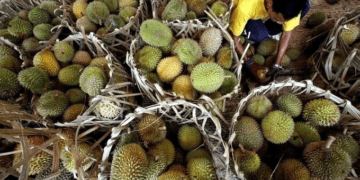 Malaysia to debut 3 new durians, adding to over 200 existing varieties