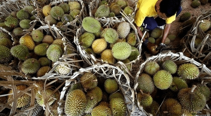 Malaysia to debut 3 new durians, adding to over 200 existing varieties