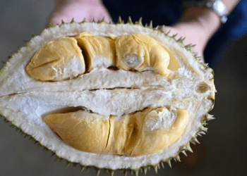 Malaysian minister calls on hotels to allow durians on premises
