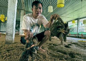 Nước lên đến đâu, gà chết đến đó, chủ trang trại ở Thanh Hoá trắng tay sau lũ