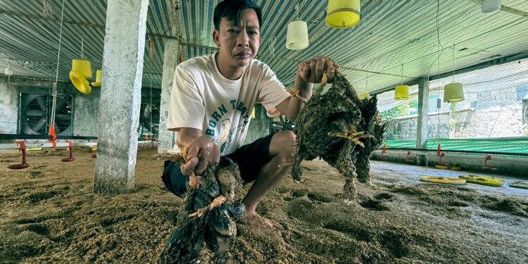 Nước lên đến đâu, gà chết đến đó, chủ trang trại ở Thanh Hoá trắng tay sau lũ