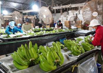 Passion fruit, banana, pineapple, coconut could be next billion-dollar exports