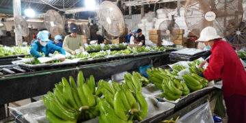 Passion fruit, banana, pineapple, coconut could be next billion-dollar exports