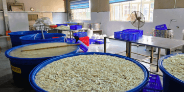 Phát hiện hơn 13 tấn chân gà ngâm hóa chất chuẩn bị tuồn thị trường