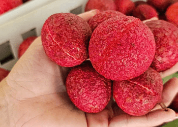 Rare seedless lychee hard to lay hands on despite prices doubling to $29 per kilogram