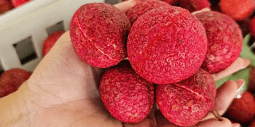 Rare seedless lychee hard to lay hands on despite prices doubling to $29 per kilogram