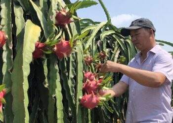 Thủ tướng chỉ đạo ‘mở đường’ cho thanh long, hồ tiêu vào châu Âu