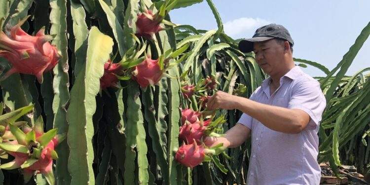 Thủ tướng chỉ đạo ‘mở đường’ cho thanh long, hồ tiêu vào châu Âu