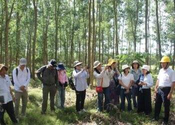 Thúc đẩy quản lý rừng bền vững từ các mô hình trồng rừng chu kỳ dài
