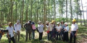 Thúc đẩy quản lý rừng bền vững từ các mô hình trồng rừng chu kỳ dài