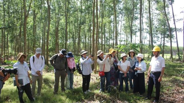 Thúc đẩy quản lý rừng bền vững từ các mô hình trồng rừng chu kỳ dài