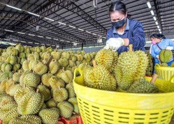 Trung Quốc siết kiểm dịch, xuất khẩu tại Lào Cai giảm sốc