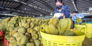 Trung Quốc siết kiểm dịch, xuất khẩu tại Lào Cai giảm sốc