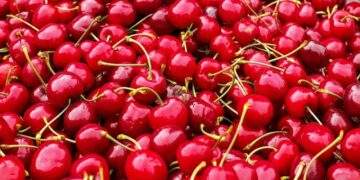 US cherry prices hit record lows in Vietnam